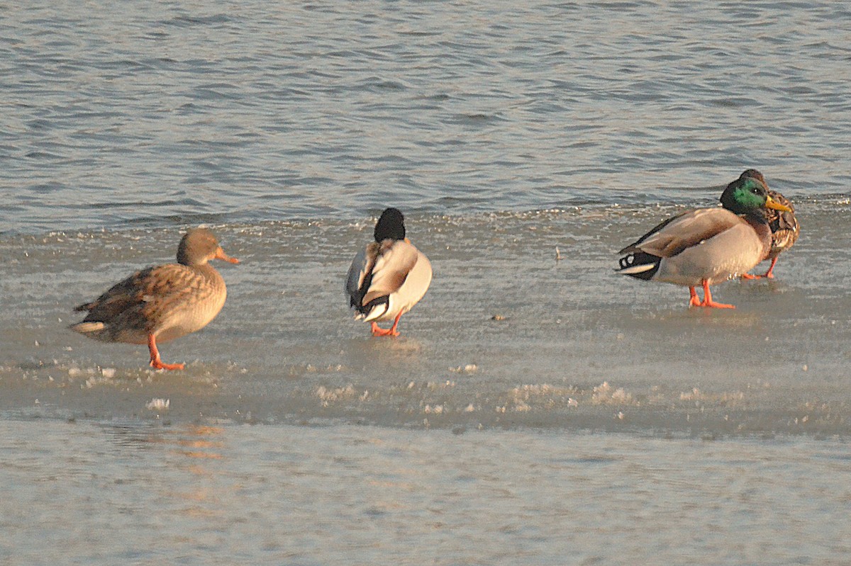 Mallard - ML646542035