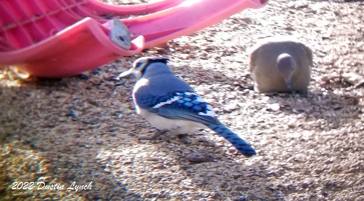 Blue Jay - ML646542036