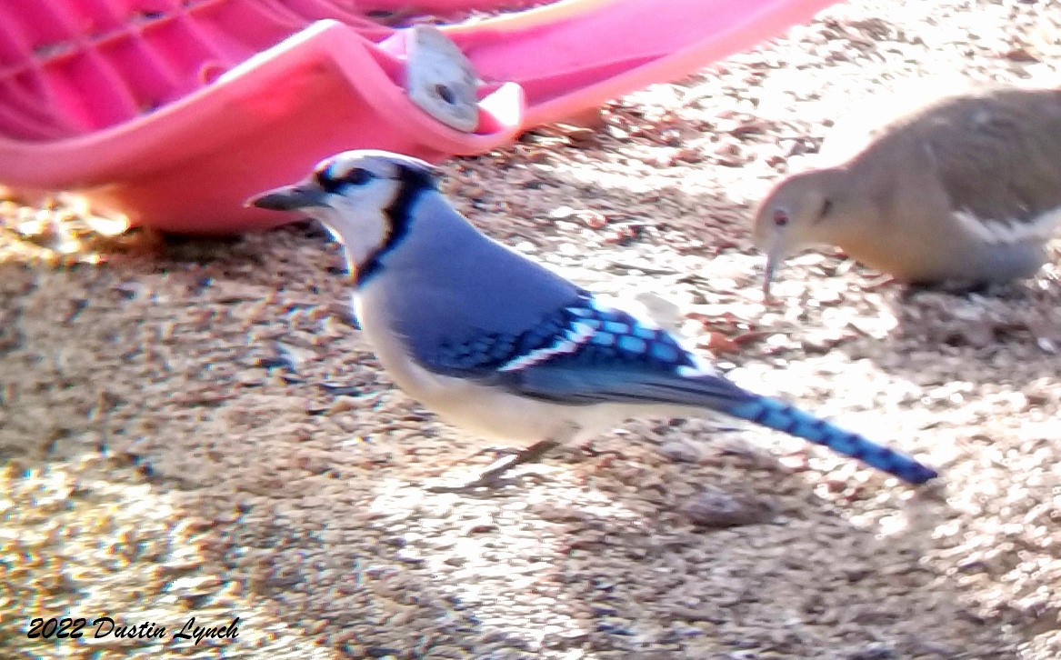 Blue Jay - ML646542037