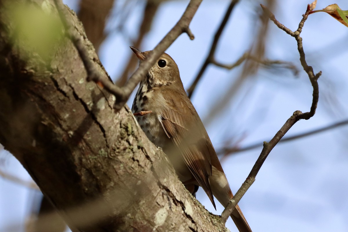 Hermit Thrush - ML646542038