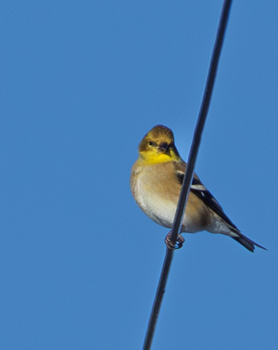 American Goldfinch - ML646542039