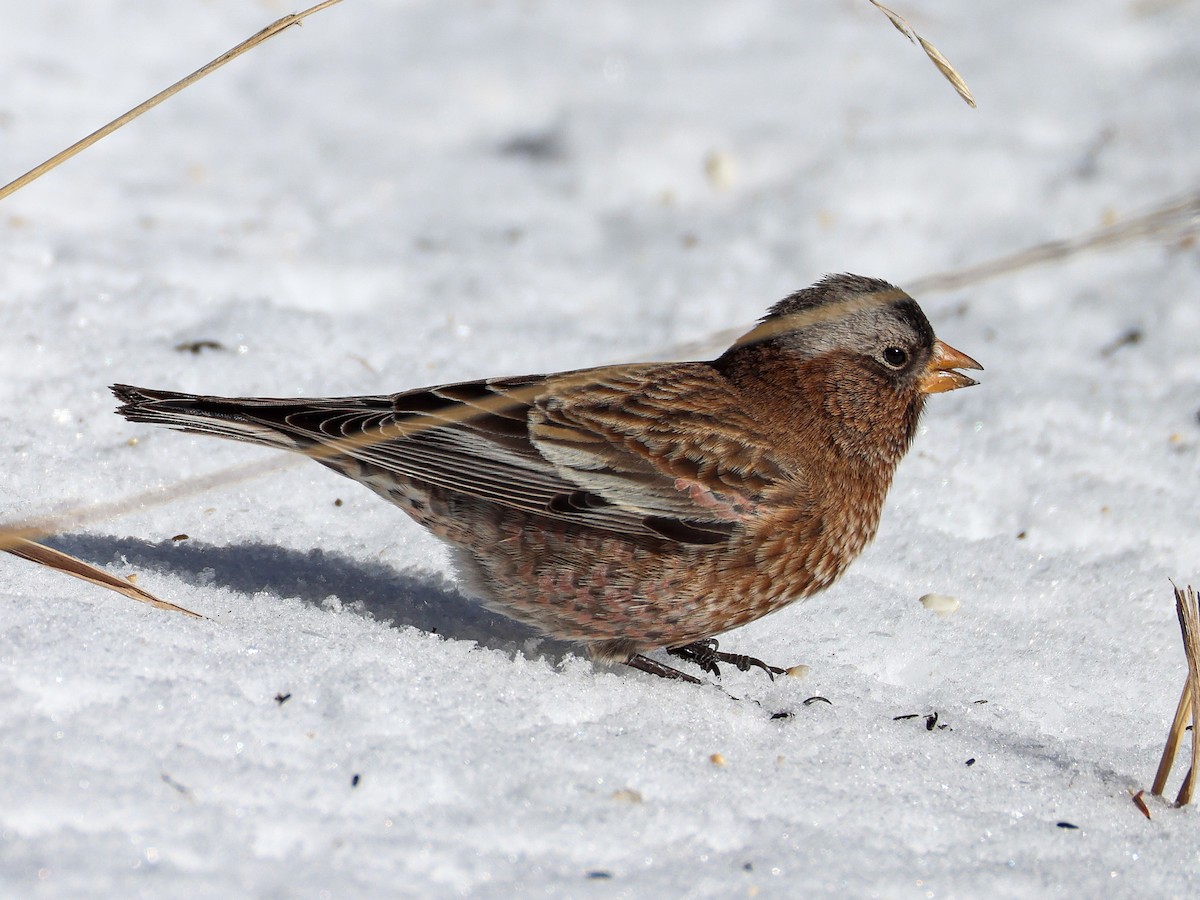 Pinzón Montano Nuquigrís (grupo tephrocotis) - ML646542041