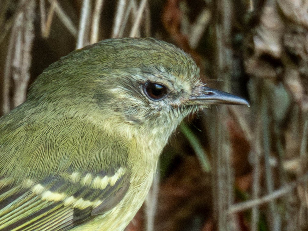 Mottle-cheeked Tyrannulet - ML646542048
