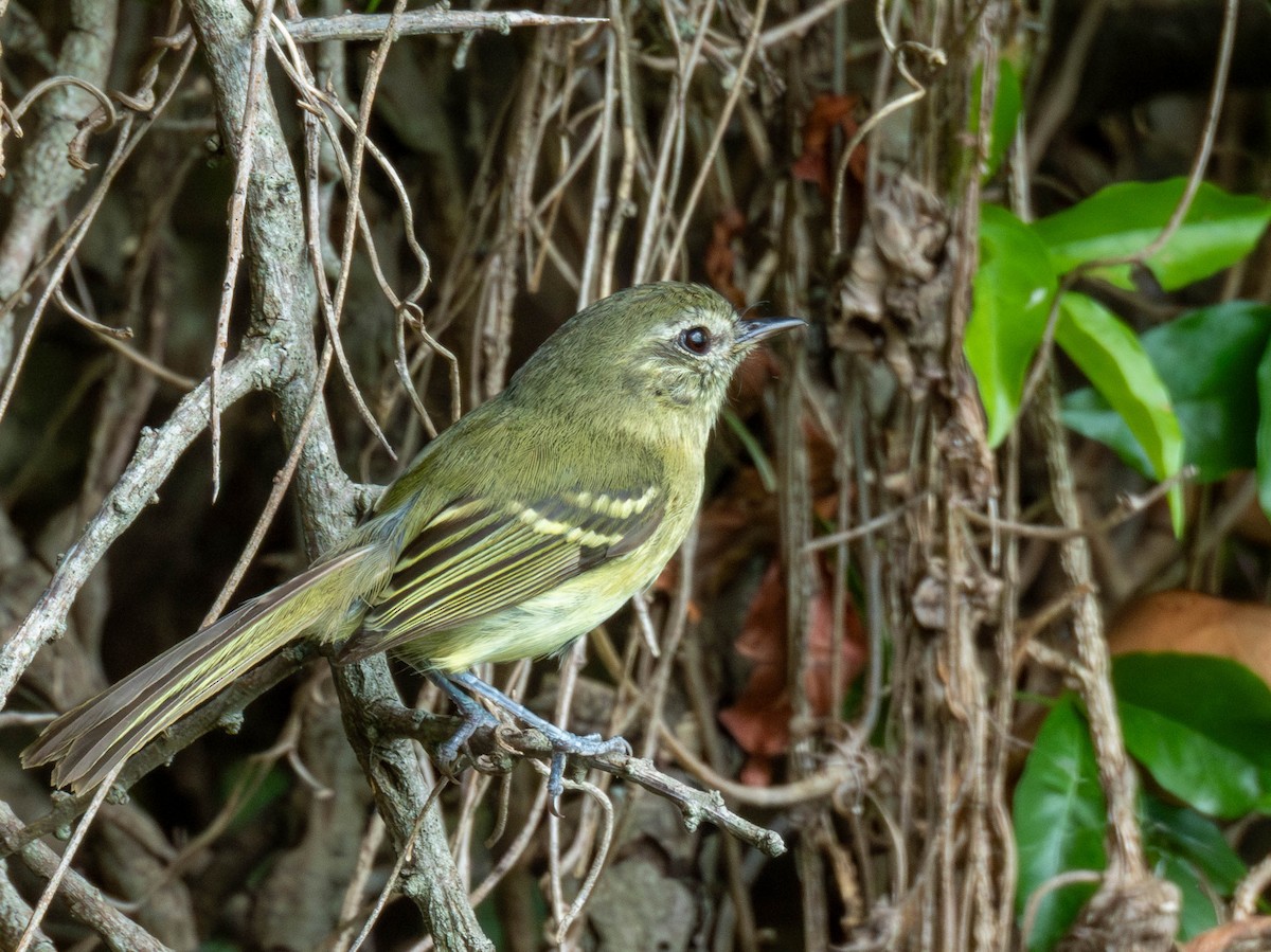 Mottle-cheeked Tyrannulet - ML646542049