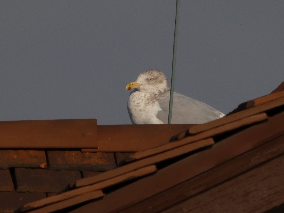 American Herring Gull - ML646542050