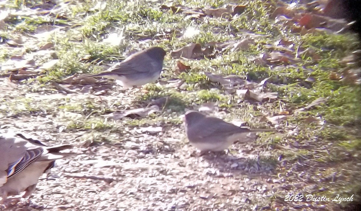 Dark-eyed Junco - ML646542051