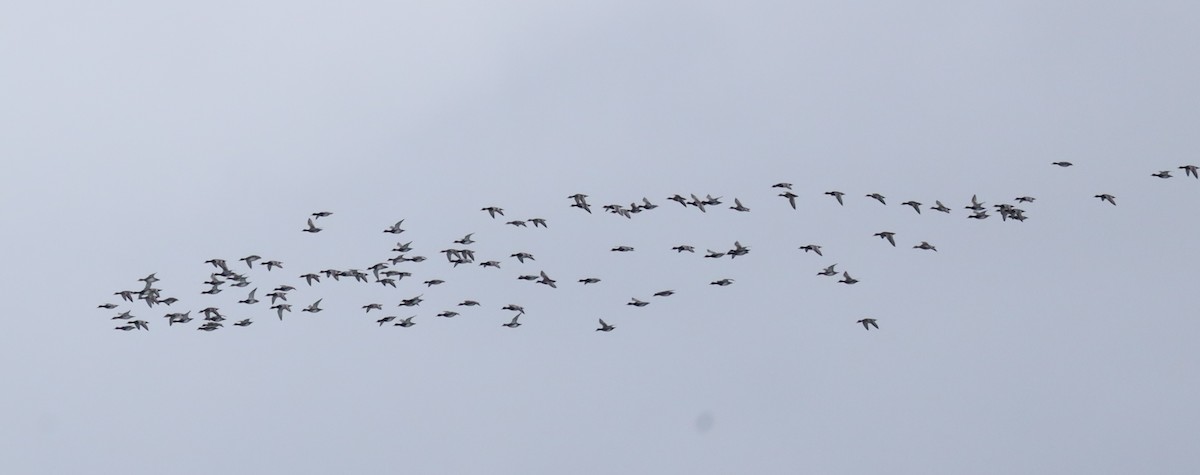 Greater Scaup - ML646542053