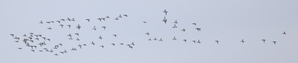 Greater Scaup - ML646542054