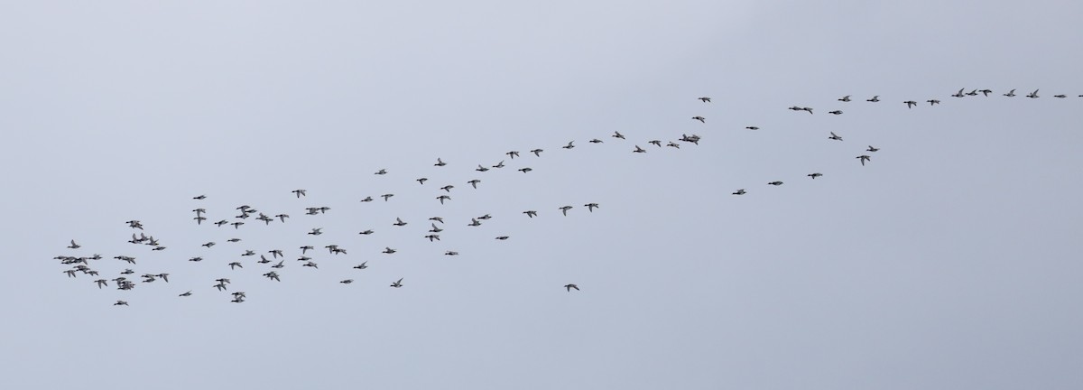Greater Scaup - ML646542055