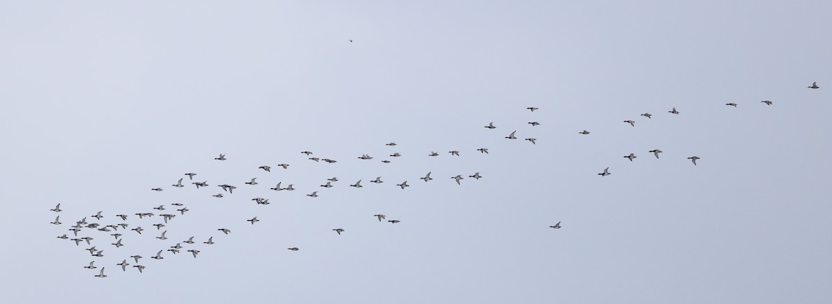 Greater Scaup - ML646542056