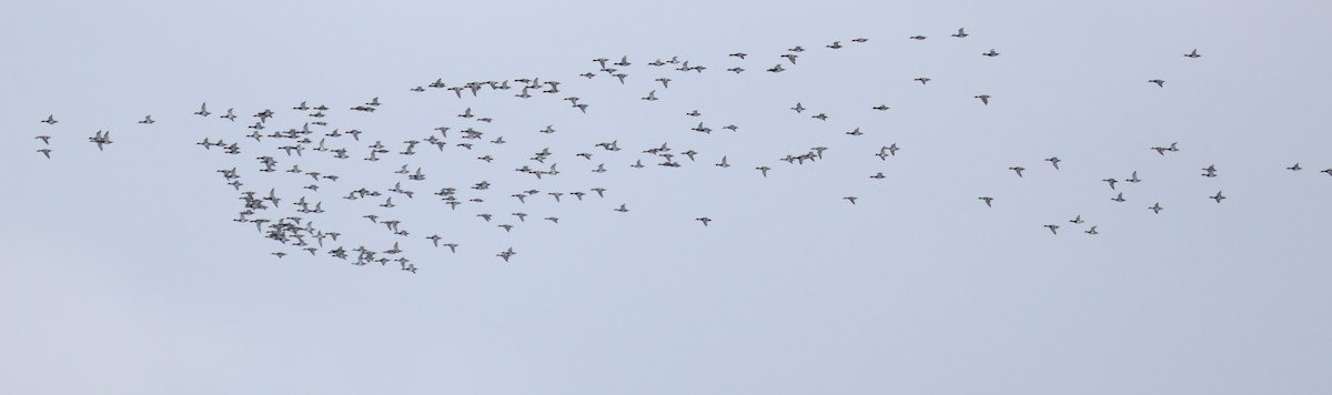 Greater Scaup - ML646542057
