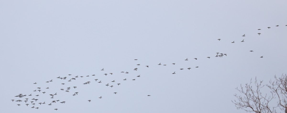 Greater Scaup - ML646542058