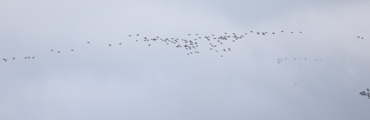 Greater Scaup - ML646542059