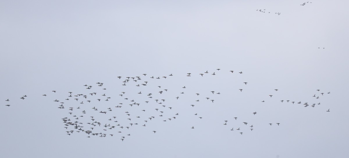 Greater Scaup - ML646542060