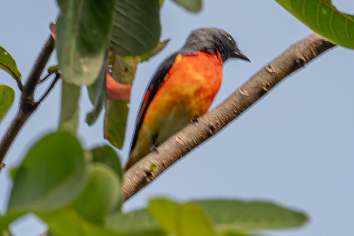 Small Minivet - ML646542061