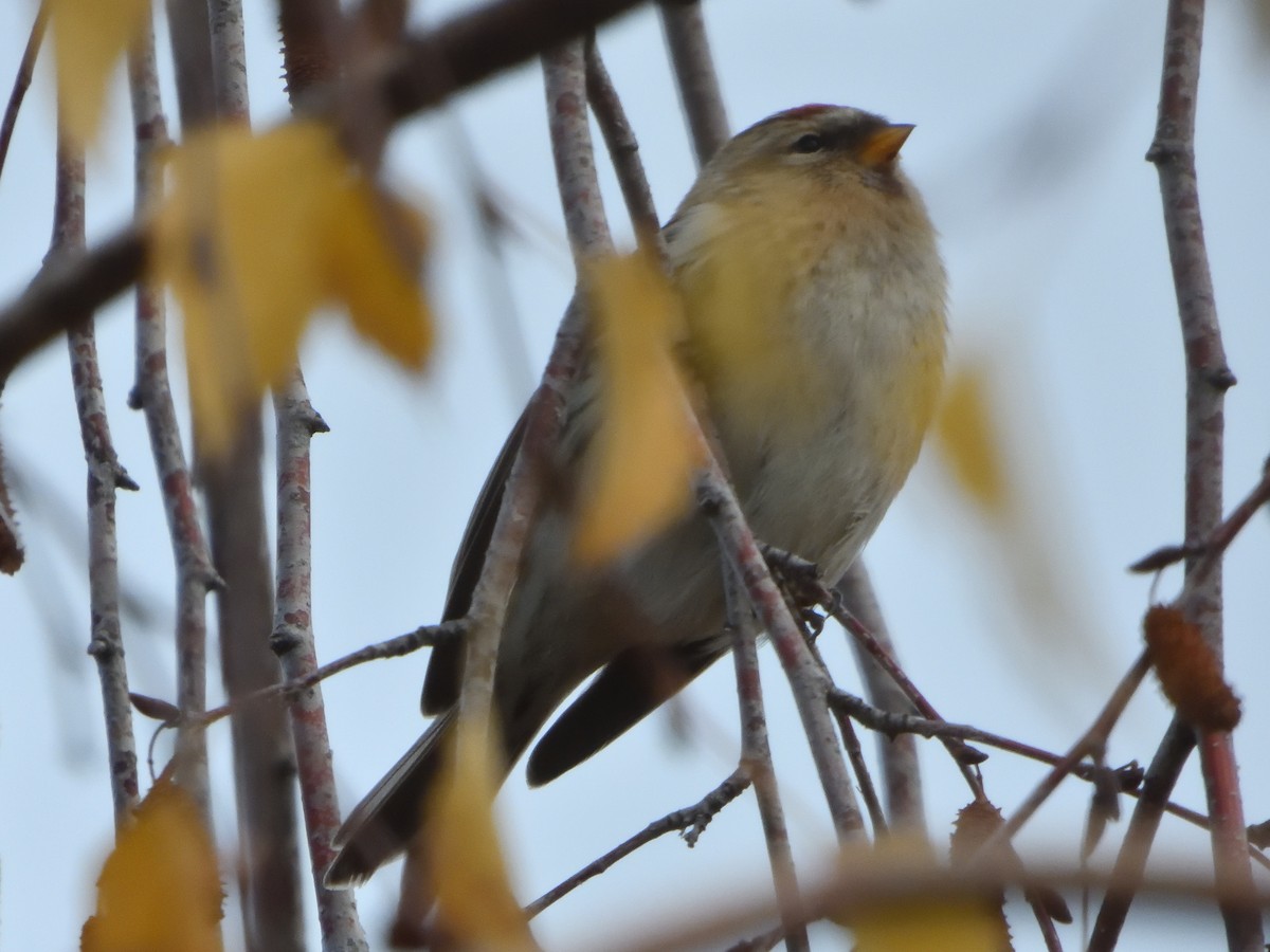 ベニヒワ（亜種 イメベニヒワ） - ML646542062