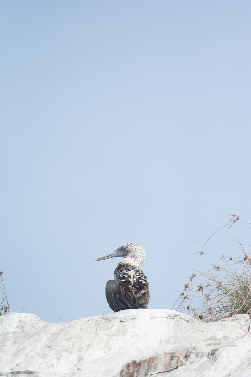 Blue-footed Booby - ML646542063