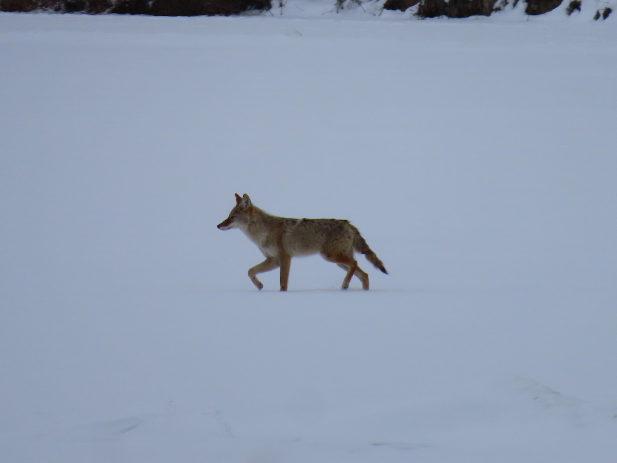 Coyote - ML646542064