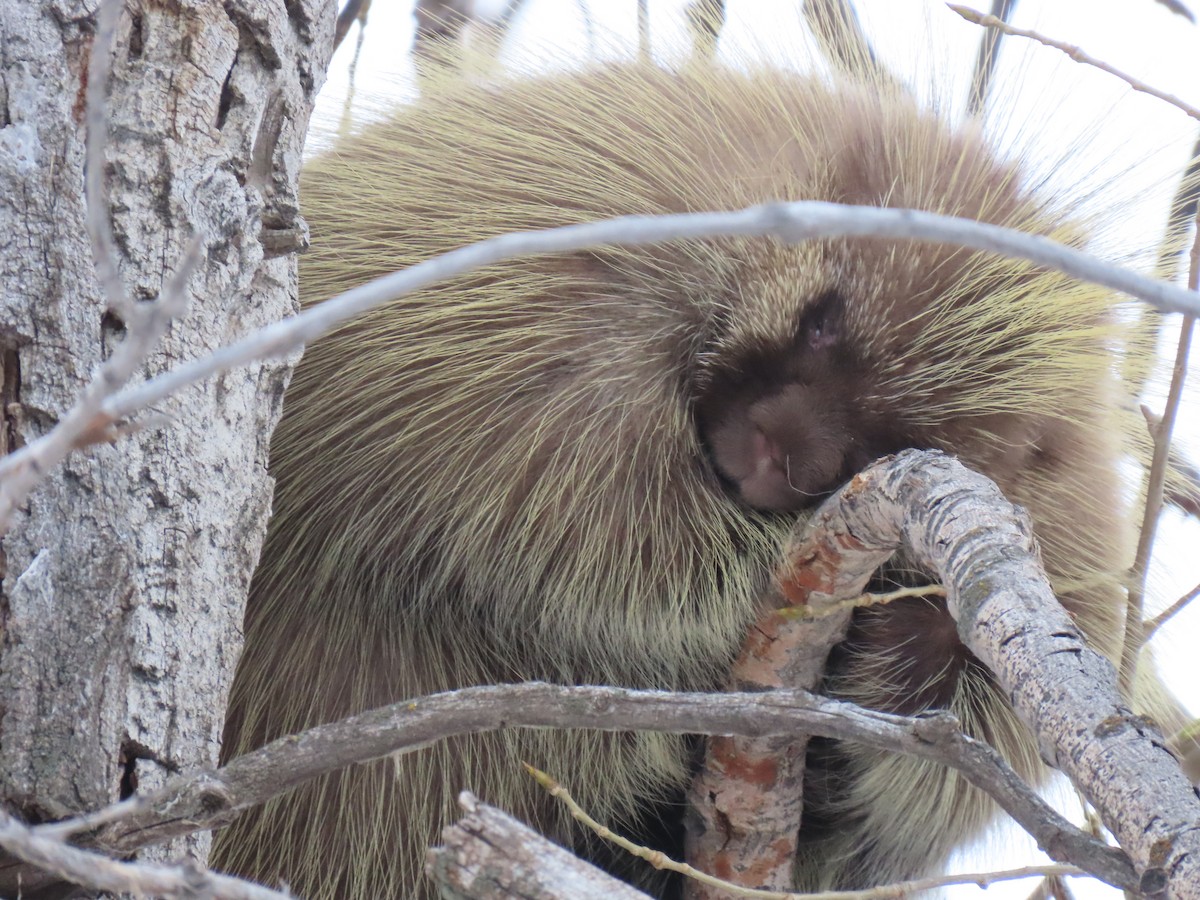 North American Porcupine - ML646542065