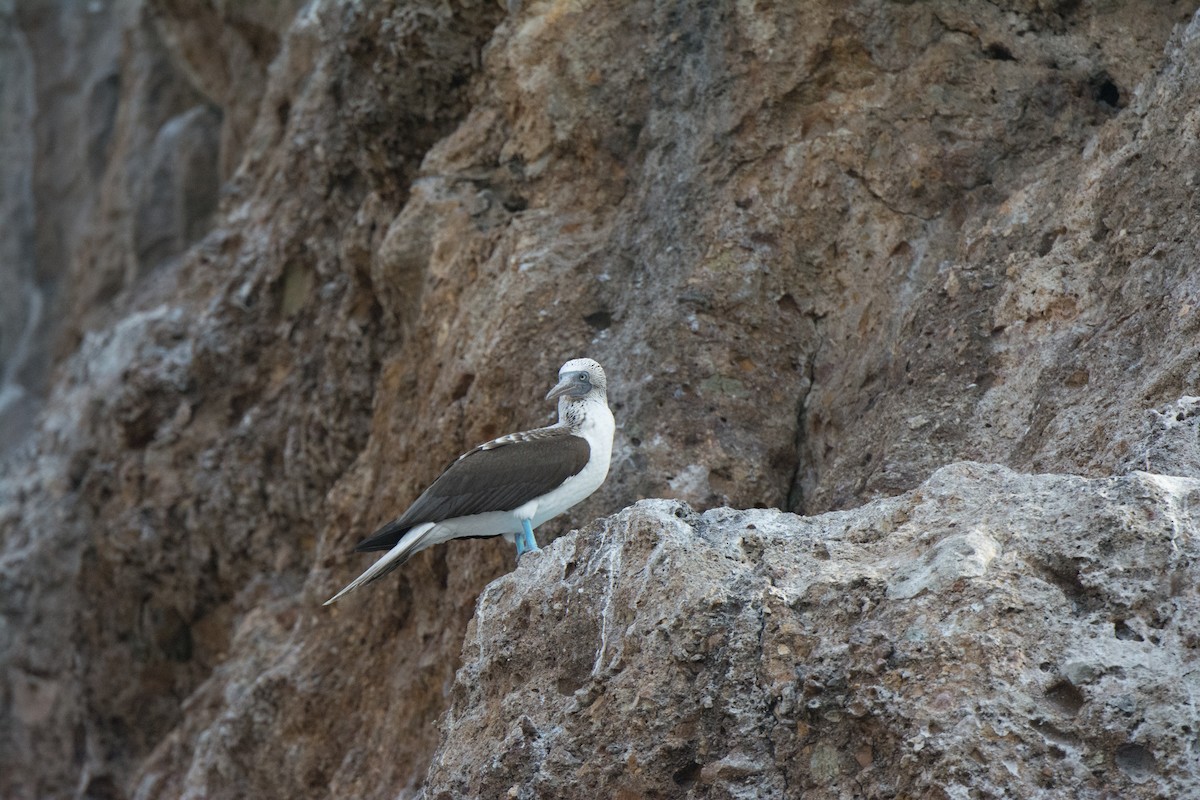 Blue-footed Booby - ML646542066