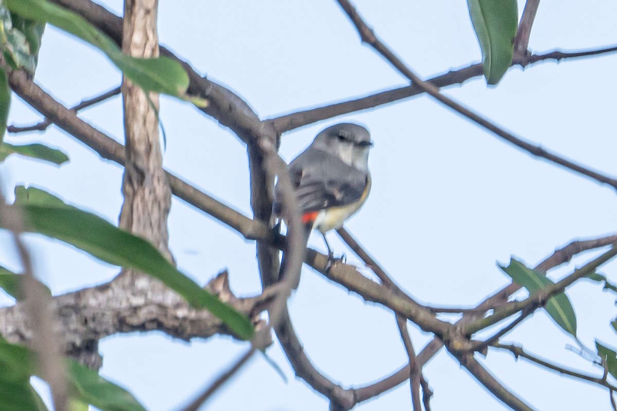 Small Minivet - ML646542068