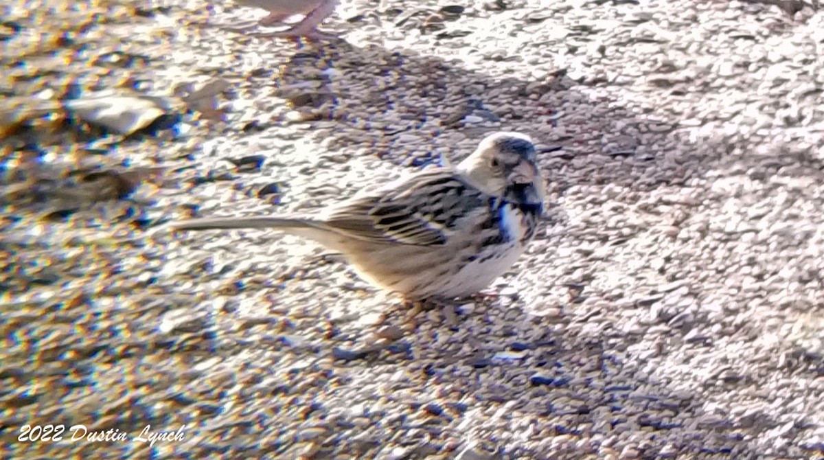 Harris's Sparrow - ML646542069