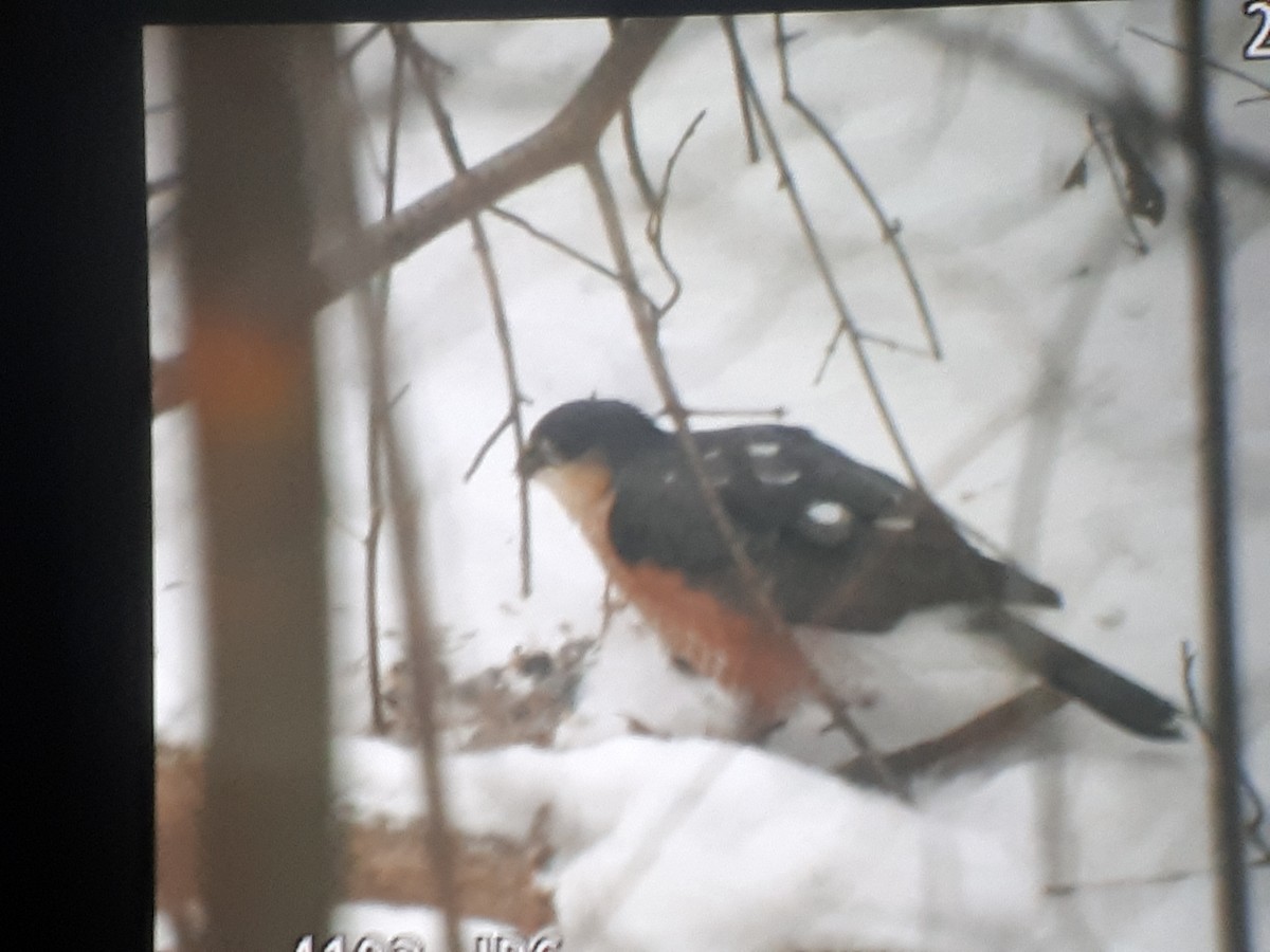 Sharp-shinned Hawk - ML646542074