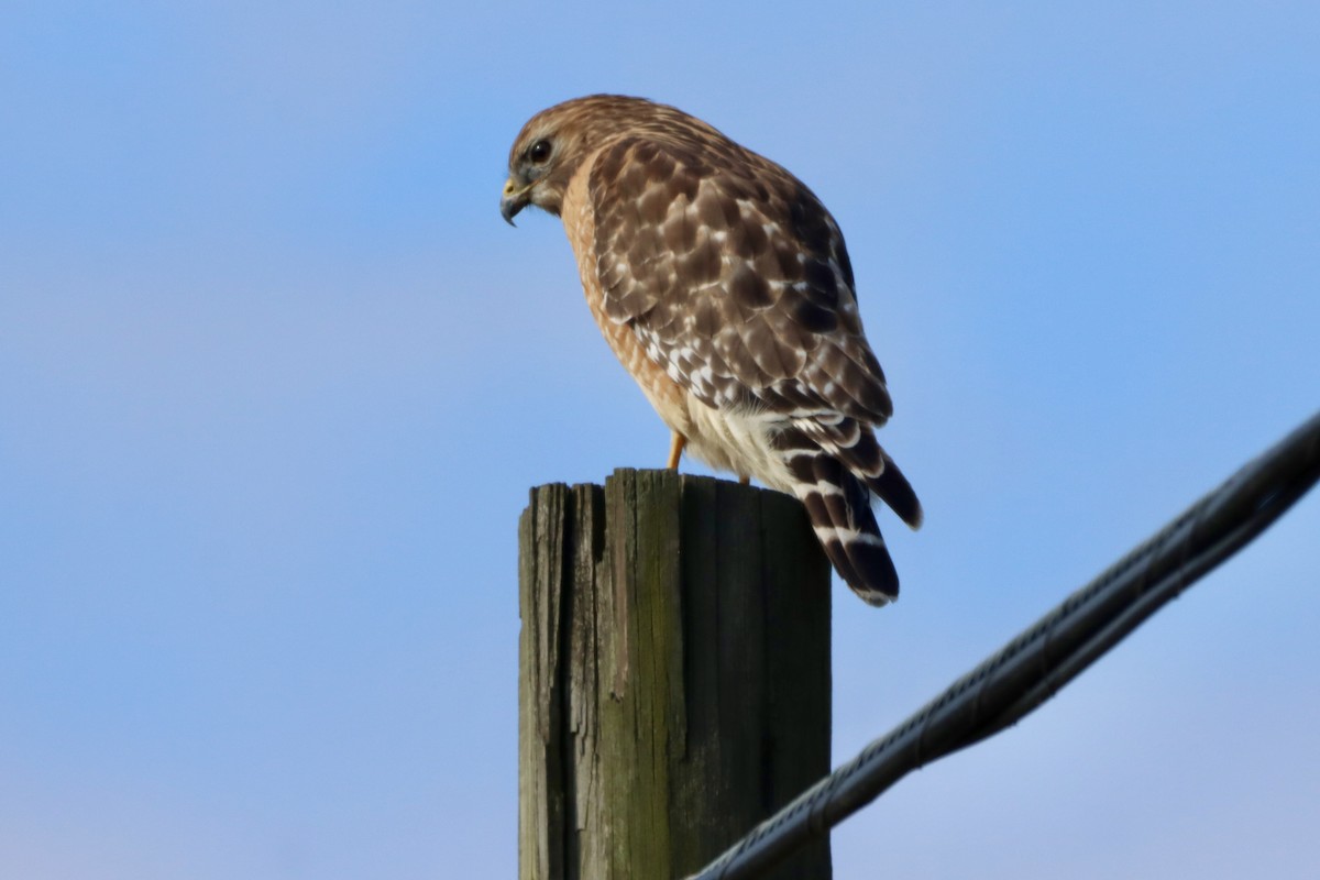 káně páskovaná - ML646542076