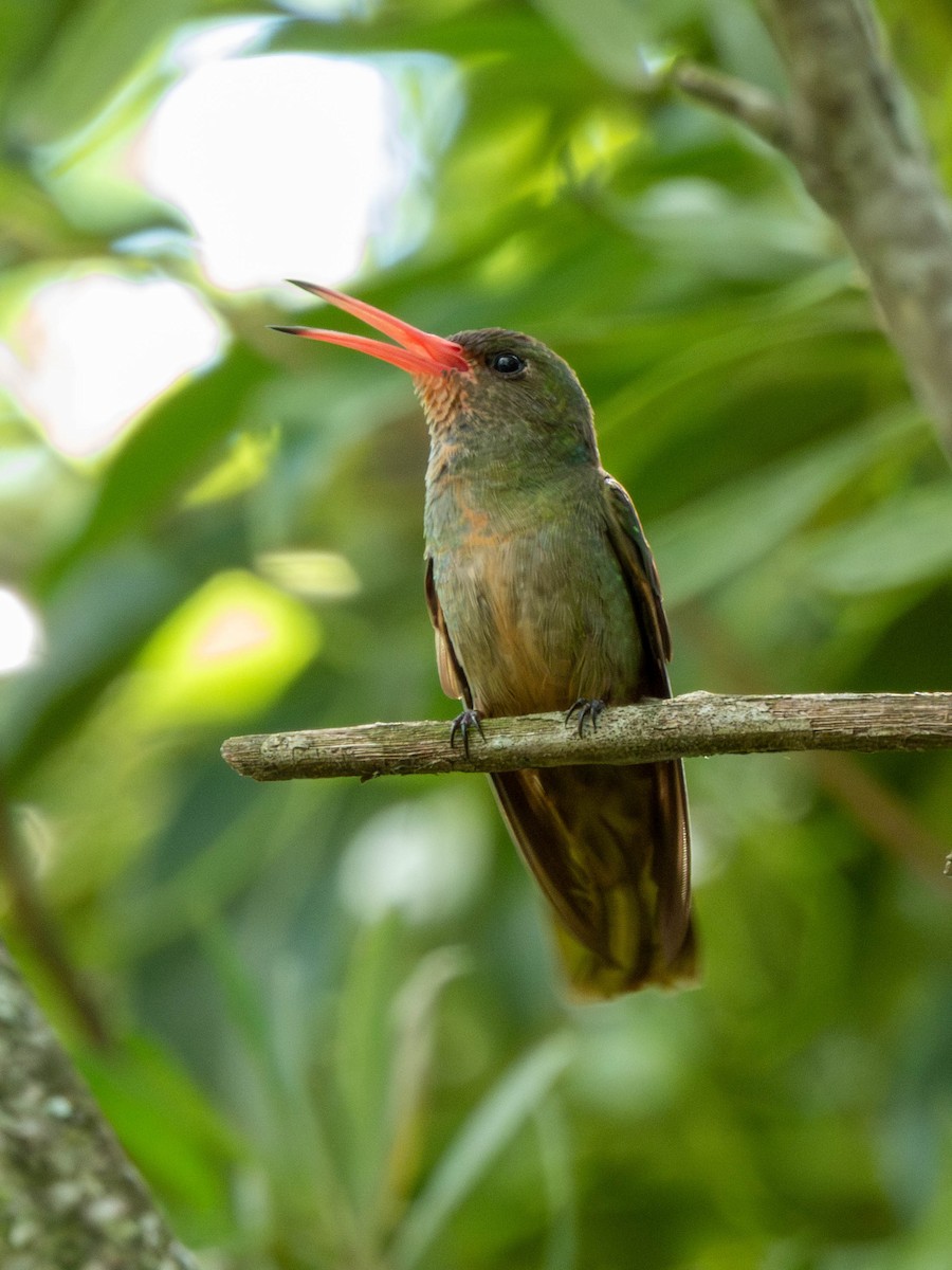Gilded Hummingbird - ML646542078