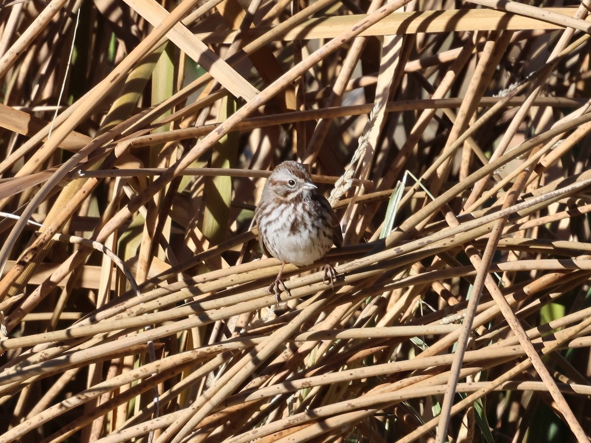 Song Sparrow - ML646542079