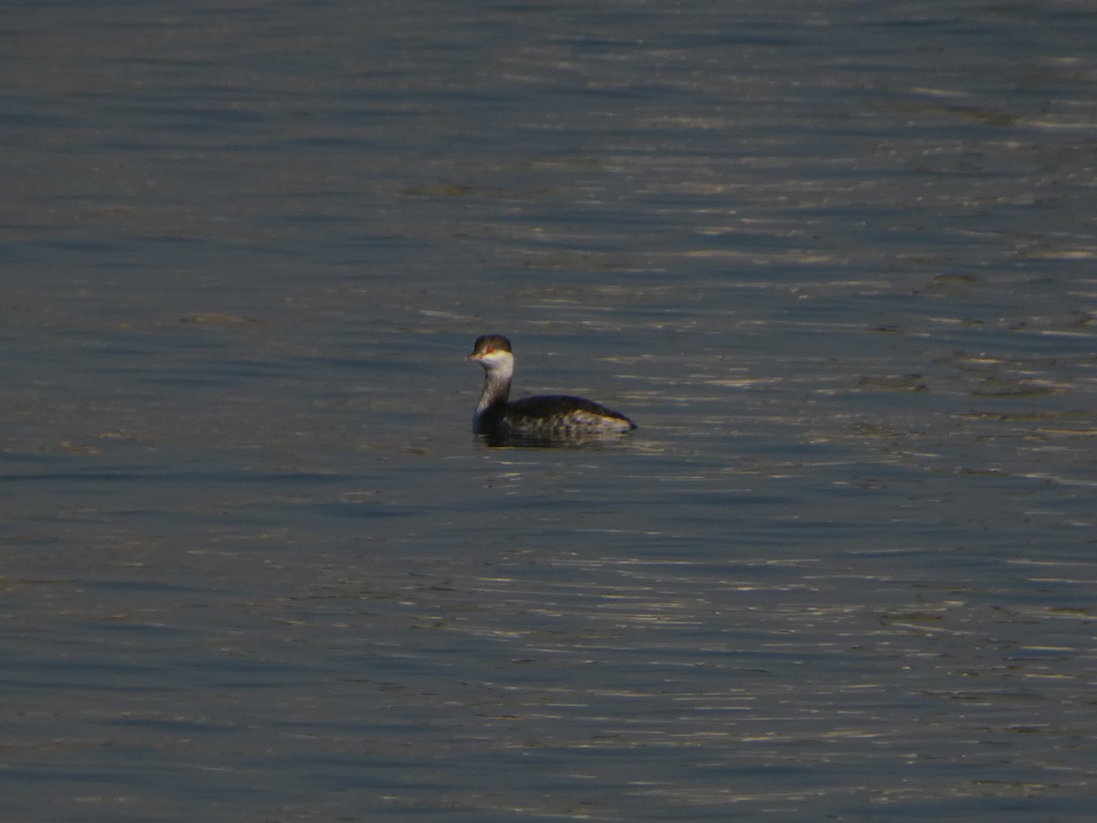 Horned Grebe - ML646542081