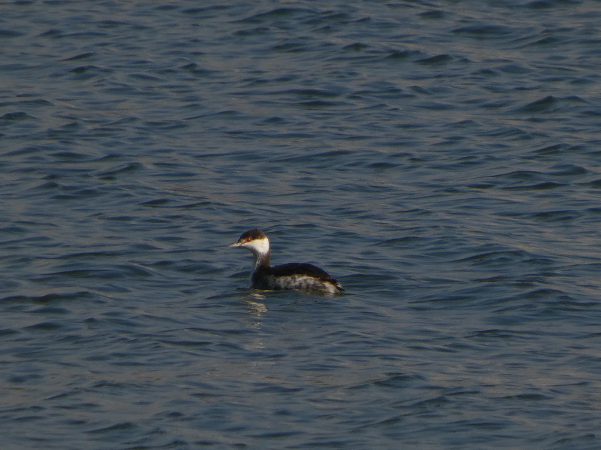 Horned Grebe - ML646542082