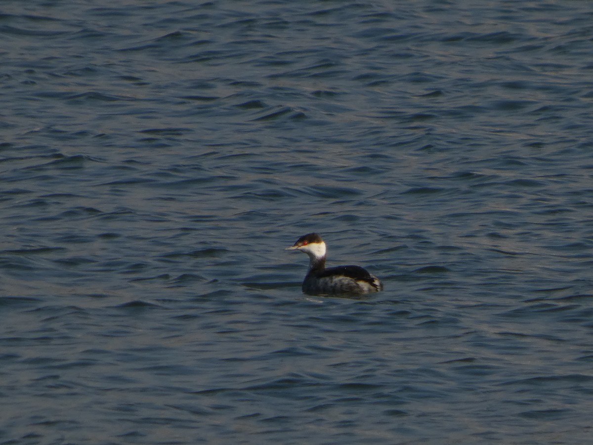 Horned Grebe - ML646542083