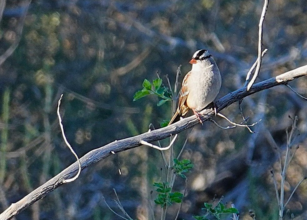 White-crowned Sparrow - ML646542084