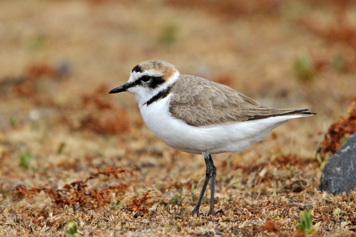 Pluvier à collier interrompu - ML646542085