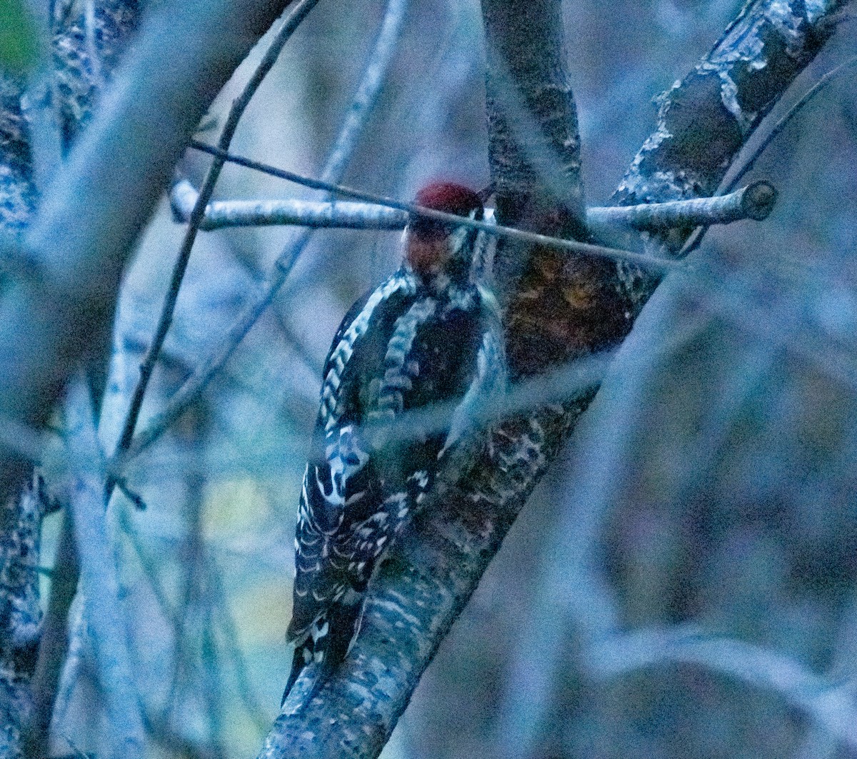 Chupasavia Nuquirrojo - ML646542087