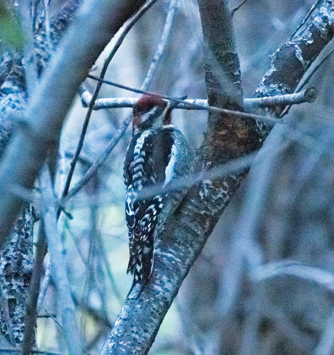 Chupasavia Nuquirrojo - ML646542088