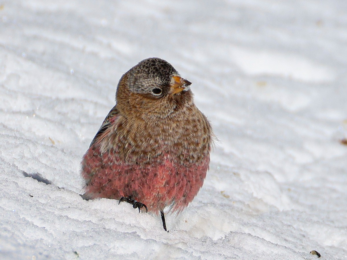 Brown-capped Rosy-Finch - ML646542090