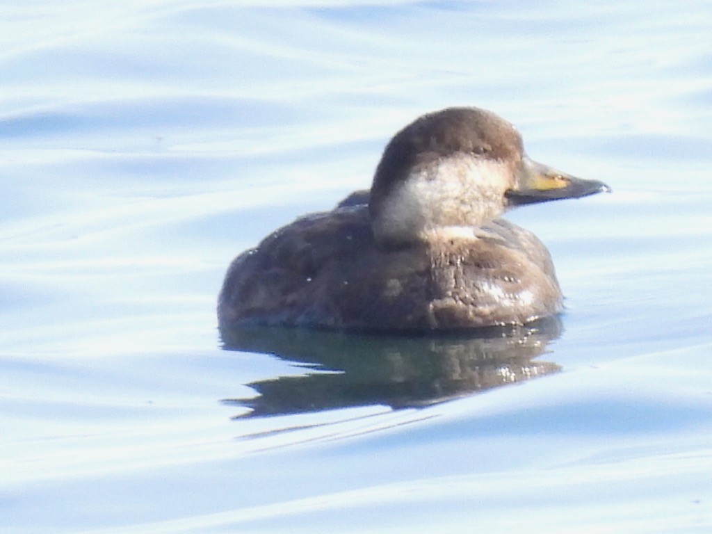 Black Scoter - ML646542091