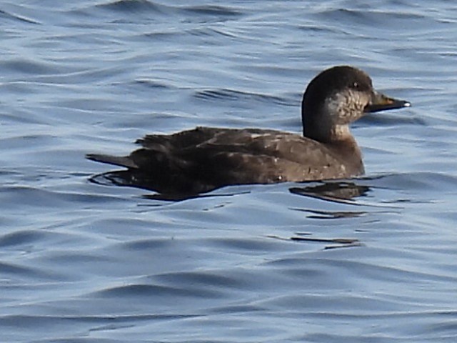 Black Scoter - ML646542092
