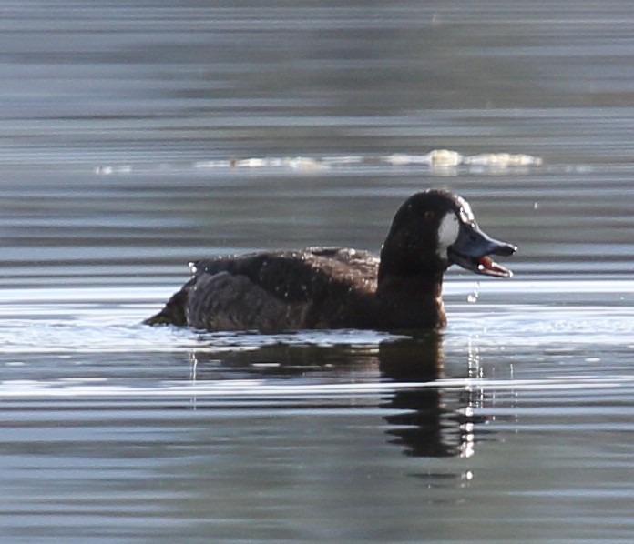 Тэнгисийн шумбуур - ML646542093