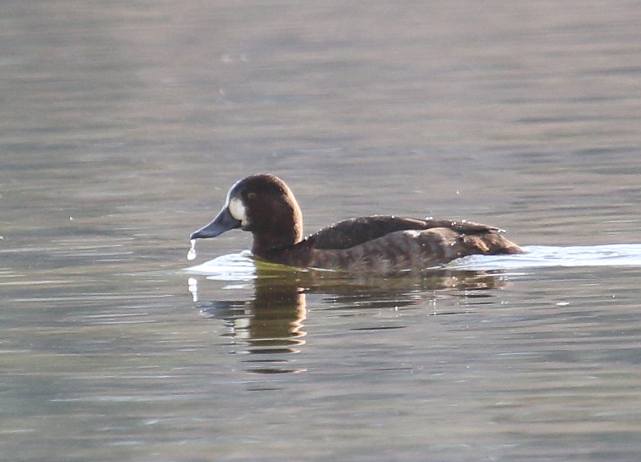 Тэнгисийн шумбуур - ML646542094