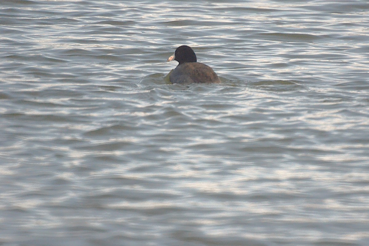 American Coot - ML646542095