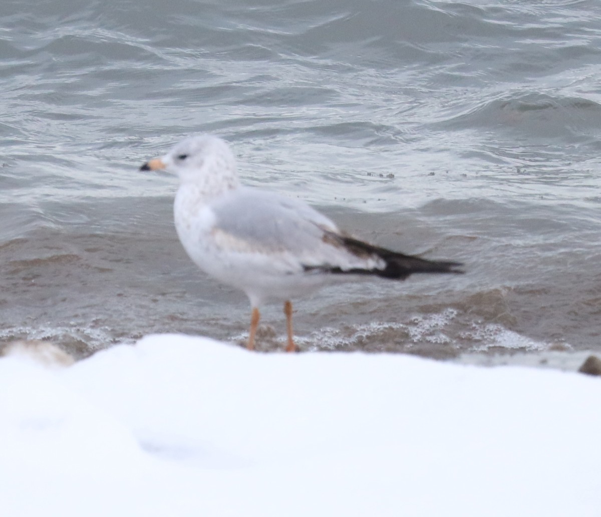 Ring-billed Gull - ML646542096