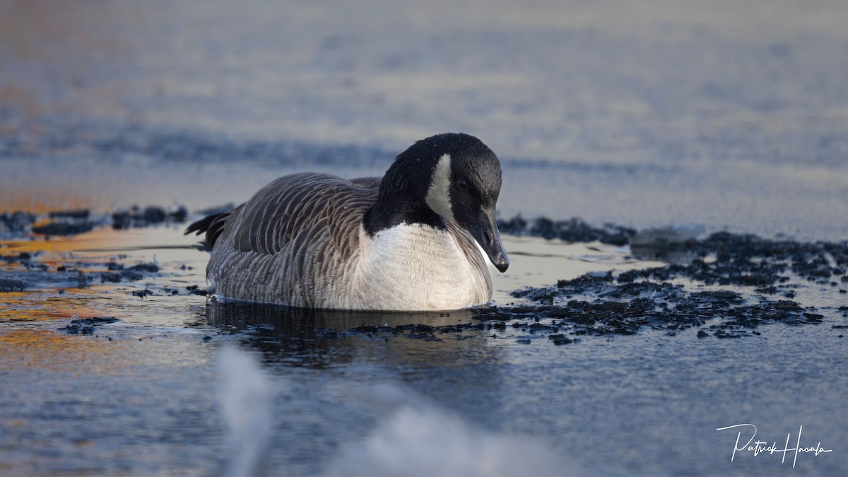 Kanadagans - ML646542097