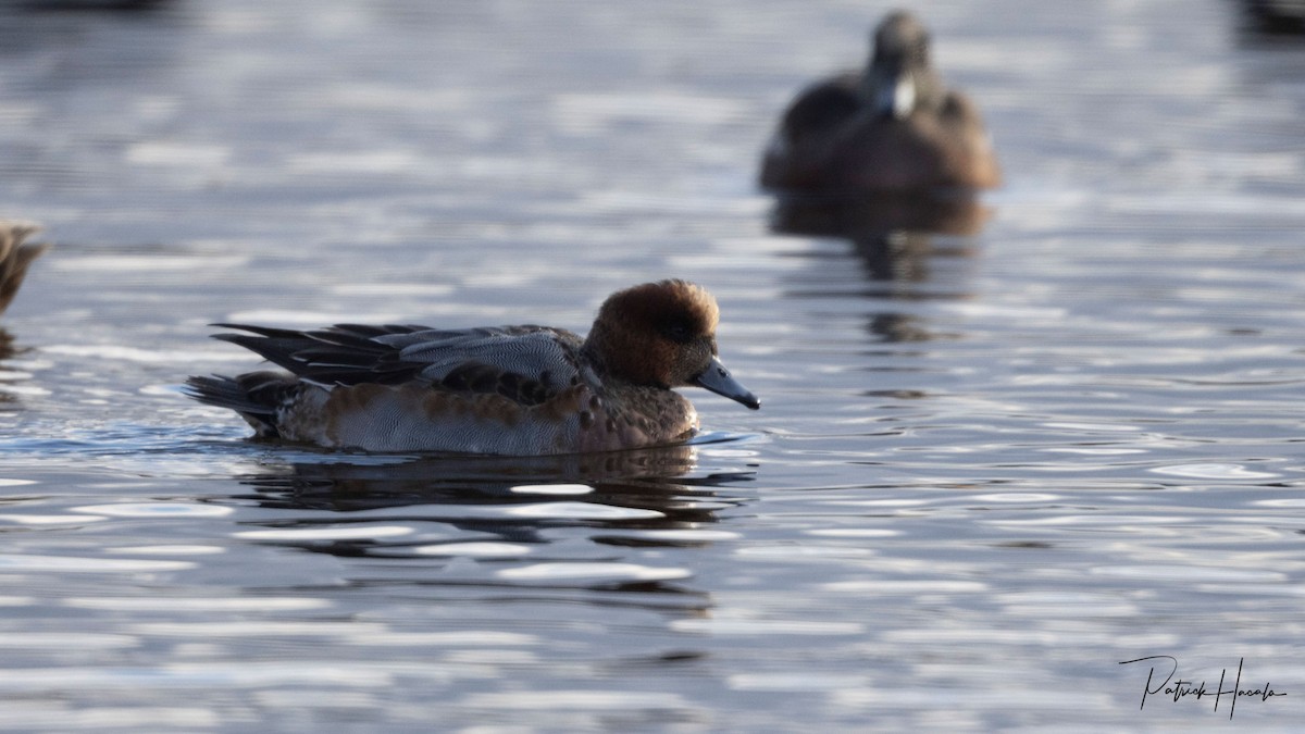 Pfeifente - ML646542099