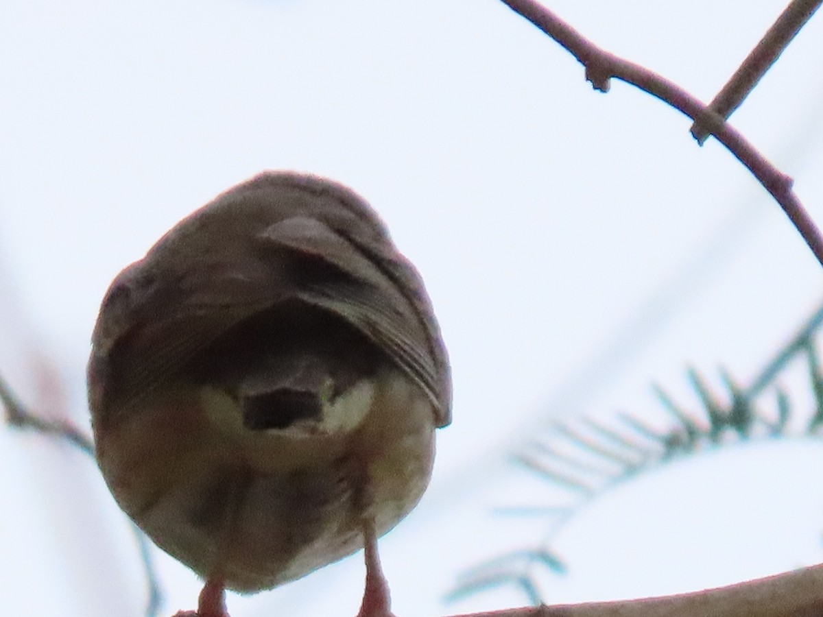 Olive-backed Pipit - ML646542100