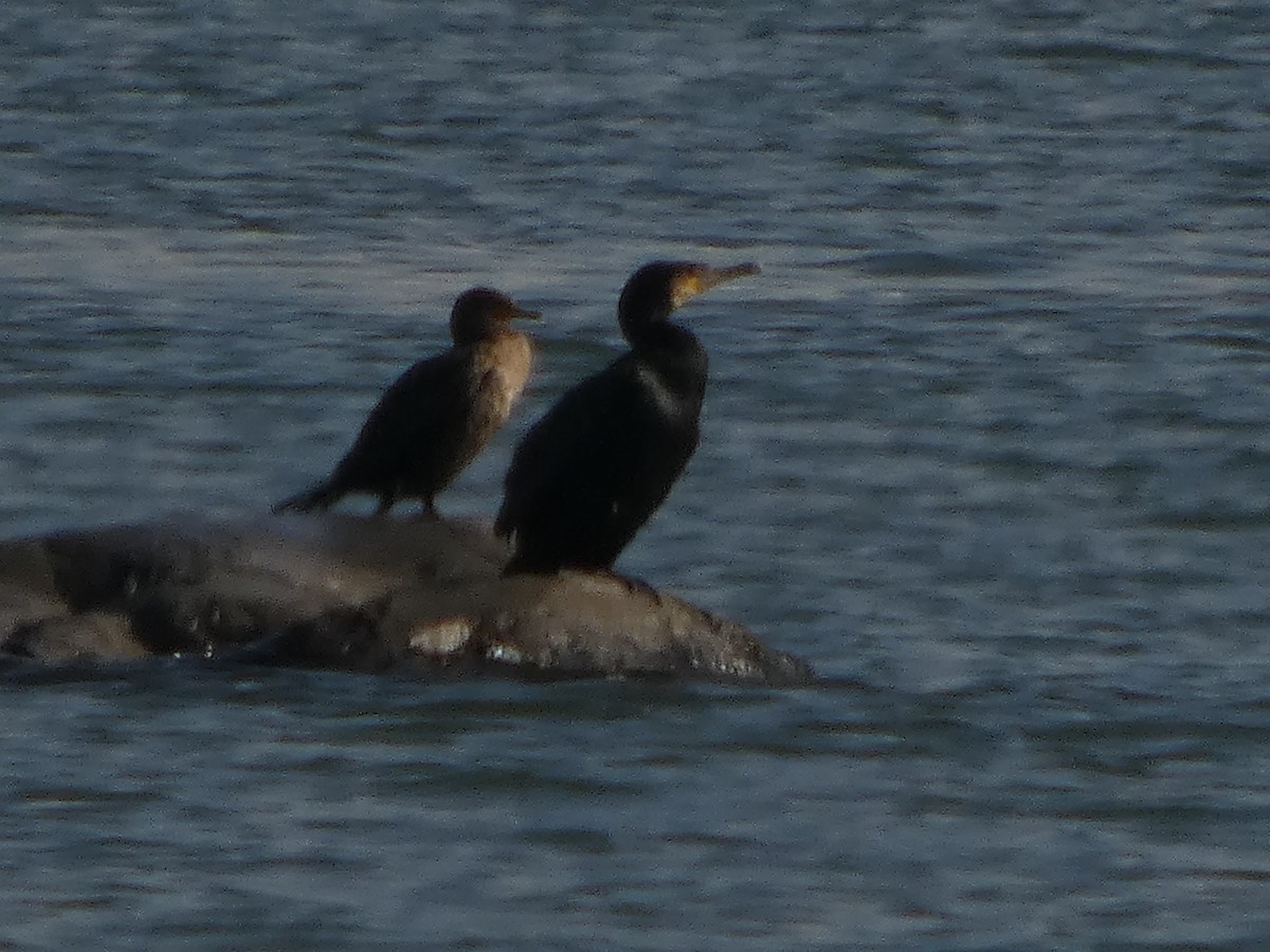 Great Cormorant - ML646542101