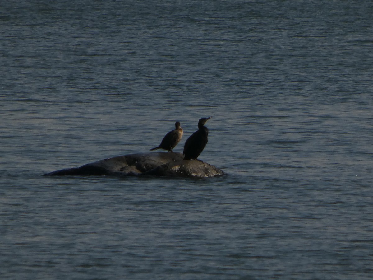Great Cormorant - ML646542102