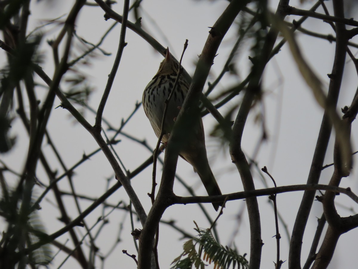 ビンズイ - ML646542103